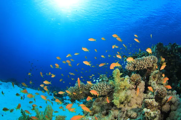 Habitants Marins Dans Océan Bleu Profond — Photo