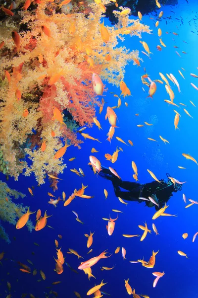 Foto Submarina Buzo Profundidad Del Mar Azul —  Fotos de Stock