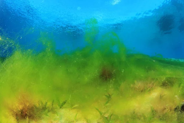 Alghe Marine Sulla Profondità Dell Oceano — Foto Stock