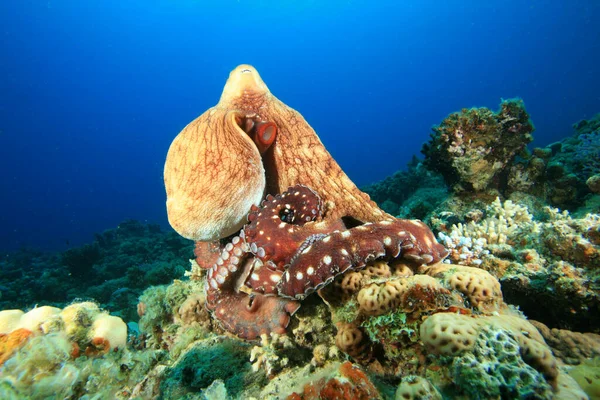 海の底のタコ — ストック写真