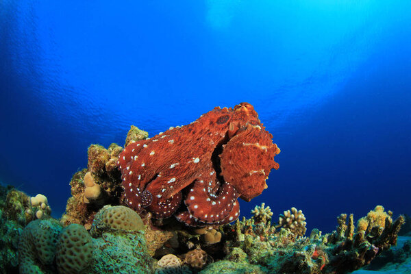 Octopus Depth Ocean Stock Picture