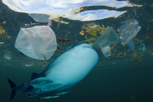 Plastik okyanus kirliliği. Balina köpekbalığı filtresi kirlenmiş okyanusta beslenir ve plastik yutar.