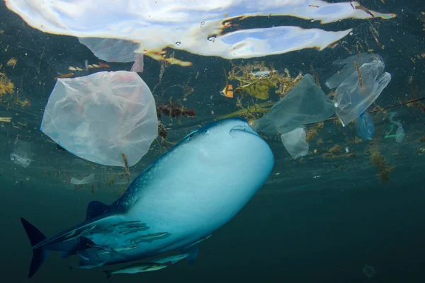 Poluarea Oceanelor Din Plastic Filtrul Rechini Balenă Hrănește Oceanul Poluat Fotografie de stoc