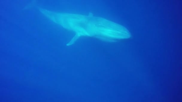 Temiz Mavi Deniz Suyunda Köpekbalığı — Stok video
