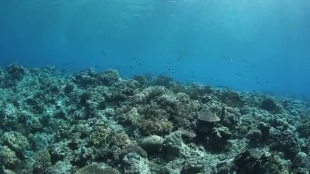 Habitantes Marinos Con Escena Submarina Océano Azul Profundo — Vídeos de Stock