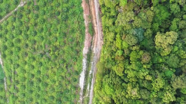 Drone Luchtlandschap Van Groene Natuur — Stockvideo