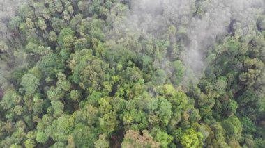 Yeşil doğanın insansız hava aracı manzarası 