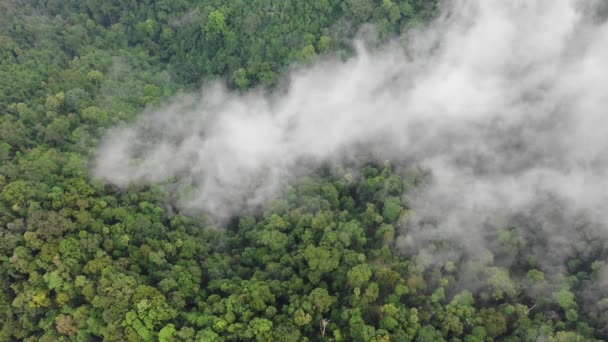 Drone Luchtlandschap Van Groene Natuur — Stockvideo