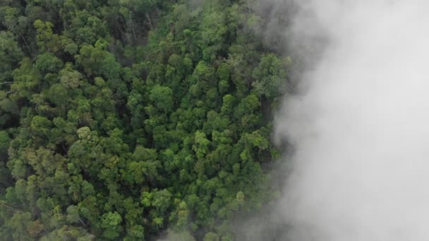 Drone Luchtlandschap Van Groene Natuur — Stockvideo