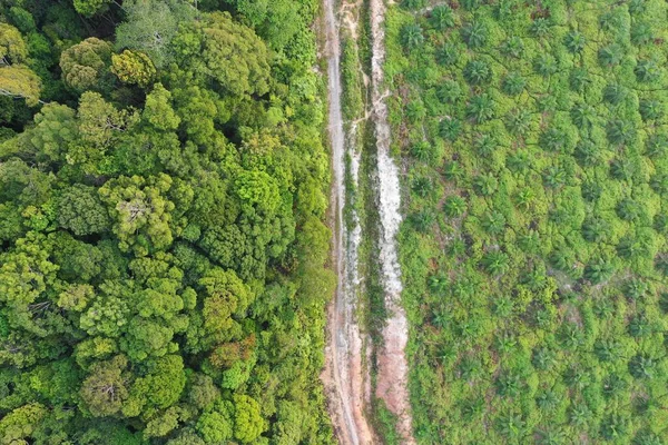 Drone Aerial Landscape Green Nature — Stock Photo, Image