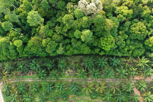 Drone Aerial Landscape Green Nature — Stock Photo, Image