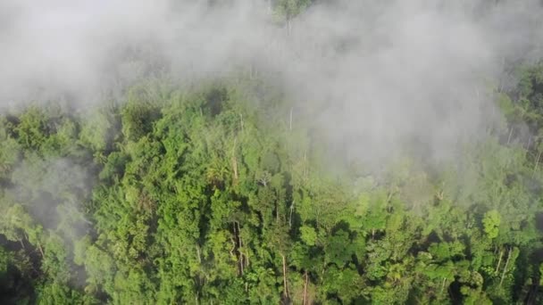 drone paysage aérien de nature verte 