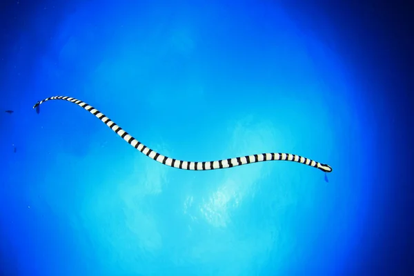 Serpente Água Mar Azul Limpo — Fotografia de Stock