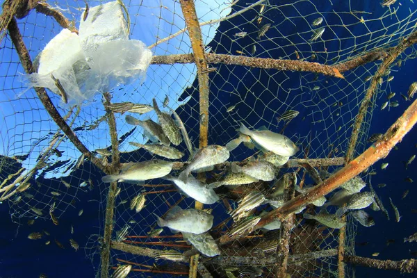 Sieć Rybacka Pełna Ryb Oceanie — Zdjęcie stockowe