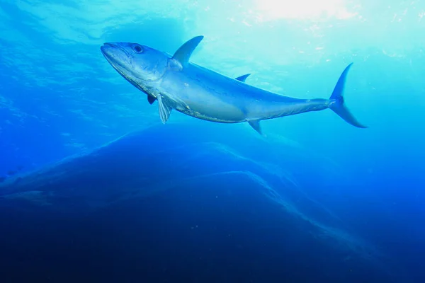 Tiburón Submarino Buceando Agua — Foto de Stock