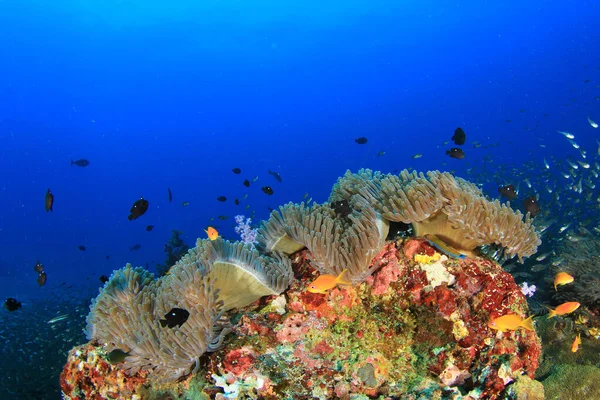 深海の海底に住む海洋生物は — ストック写真