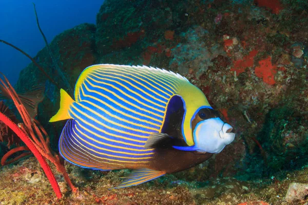 Habitantes Marinos Con Escena Submarina Océano Azul Profundo — Foto de Stock