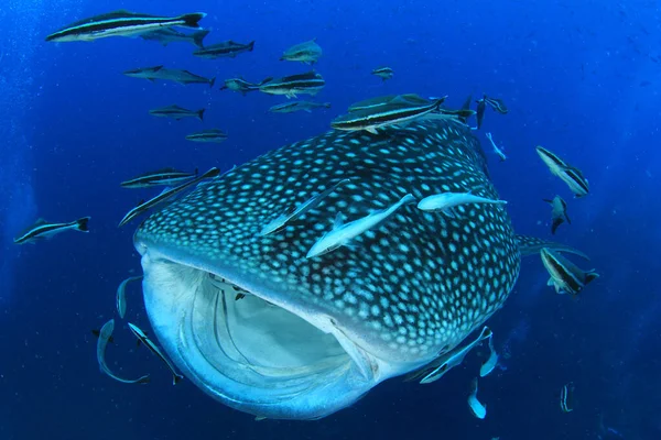 Derin mavi okyanusta köpekbalığı olan deniz sakinleri