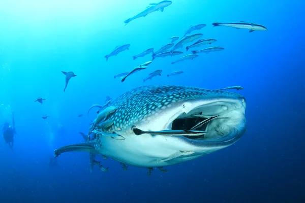 Tiburón Submarino Pequeños Peces Buceando Agua — Foto de Stock