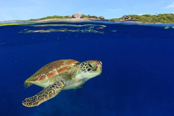 Tortuga Gigante Hábitat Natural Del Océano — Foto de Stock