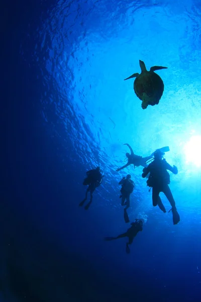 Foto Submarina Del Grupo Buceadores Tortugas Profundidad Del Mar Azul —  Fotos de Stock