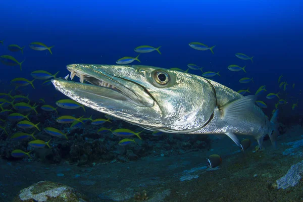 在水里潜水的可怕的鱼 免版税图库照片