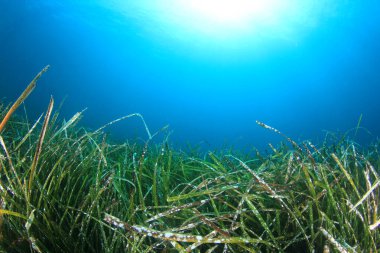Okyanusun derinliklerinde deniz yosunları.