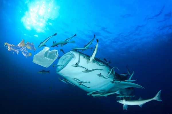 Πλαστική Ρύπανση Των Ωκεανών Τροφές Φίλτρων Φαλαινών Καρχαριών Στον Μολυσμένο — Φωτογραφία Αρχείου