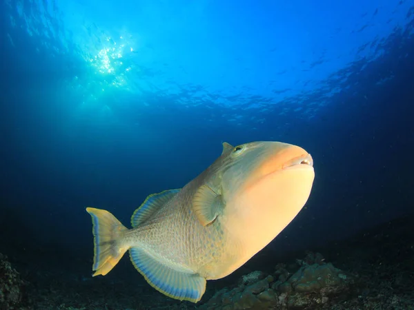 海の底の巨大な魚 — ストック写真