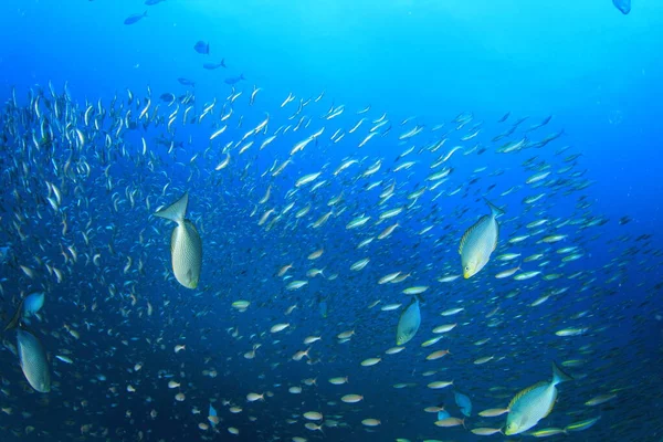 Zeebewoners Met Onderwater Scene Diepblauwe Oceaan — Stockfoto