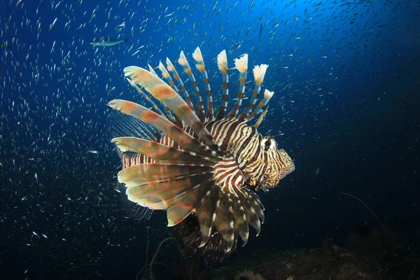 海の底の巨大な魚 — ストック写真