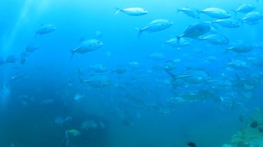 Derin mavi okyanusta sualtı manzaralı deniz sakinleri