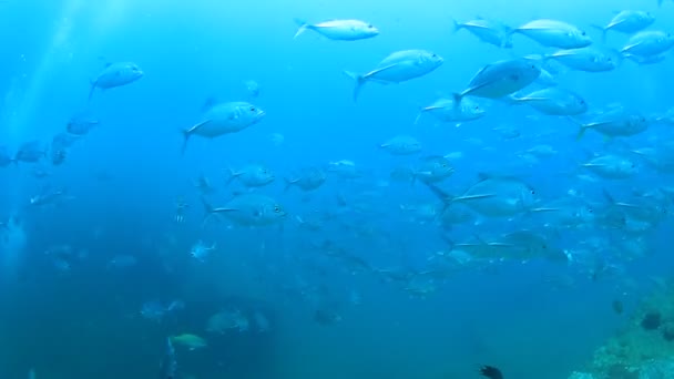 Habitantes Marinhos Com Cena Subaquática Oceano Azul Profundo — Vídeo de Stock