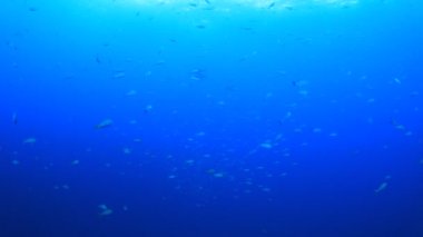 Derin mavi okyanusta sualtı manzaralı deniz sakinleri