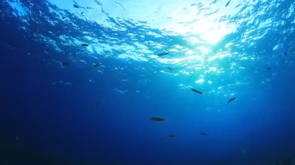 Habitantes Marinhos Com Cena Subaquática Oceano Azul Profundo — Vídeo de Stock