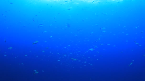Zeebewoners Met Onderwater Scene Diepblauwe Oceaan — Stockvideo