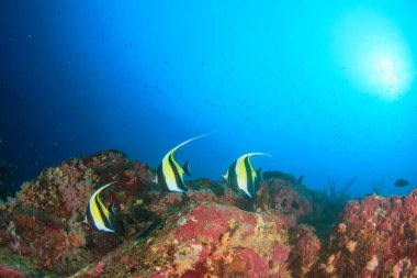 Derin mavi okyanusta sualtı manzaralı deniz sakinleri