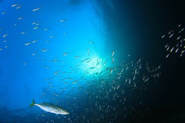 Derin mavi okyanusta sualtı manzaralı deniz sakinleri