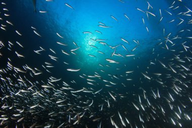 Derin mavi okyanusta sualtı manzaralı deniz sakinleri