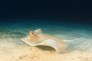 Mavi deniz ışığında kokmuş balıklara yaklaş