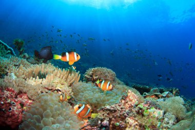 Derin mavi okyanusta sualtı manzaralı deniz sakinleri