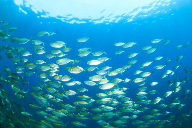 Derin mavi okyanusta sualtı manzaralı deniz sakinleri