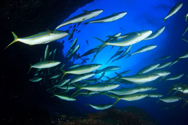 Habitantes Marinhos Com Cena Subaquática Oceano Azul Profundo — Fotografia de Stock