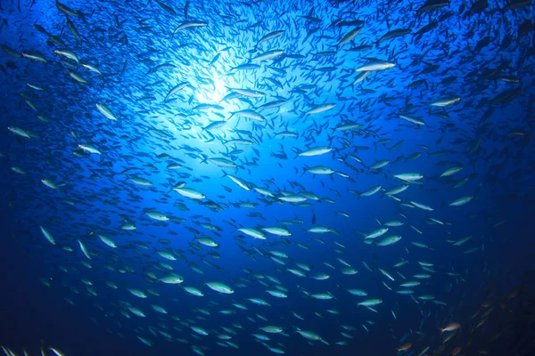 Meeresbewohner Mit Unterwasserszene Tiefblauen Ozean — Stockfoto