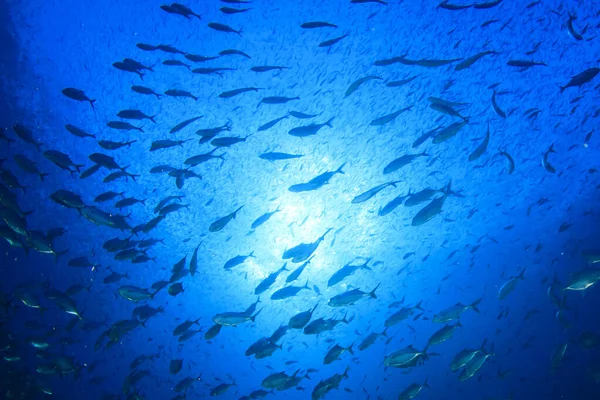 Habitantes Marinhos Com Cena Subaquática Oceano Azul Profundo — Fotografia de Stock