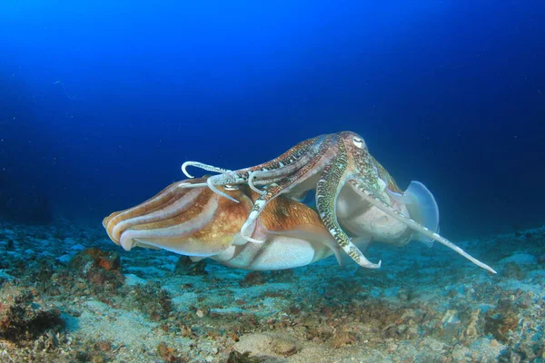 Faarao Cuttlefish Pari Pariutumisen — kuvapankkivalokuva