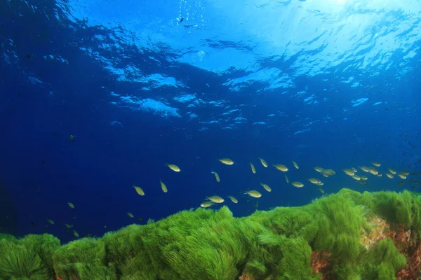 Habitantes Marinos Con Escena Submarina Océano Azul Profundo —  Fotos de Stock