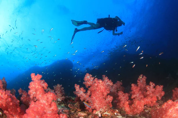 青い海の底に潜るダイバーの写真です — ストック写真