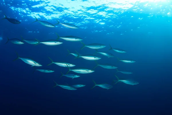 Meeresbewohner Mit Unterwasserszene Tiefblauen Ozean — Stockfoto