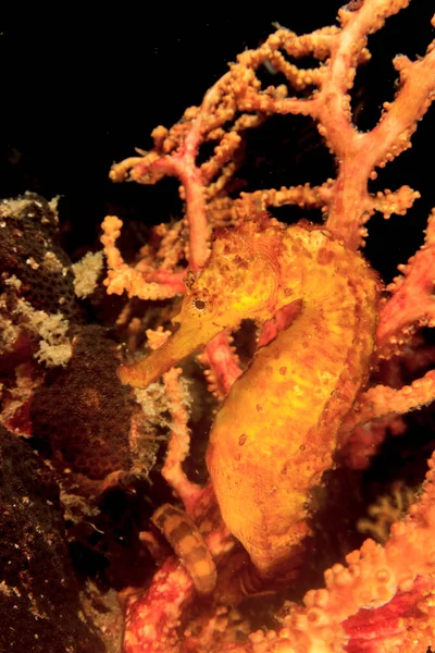 Podmořský Korálový Útes Mořským Koněm Hluboké Vodě — Stock fotografie